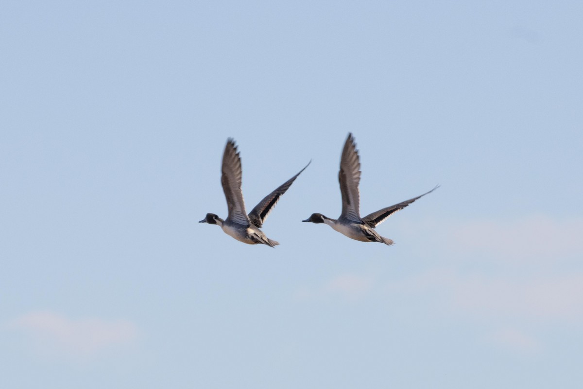 Northern Pintail - ML609151632