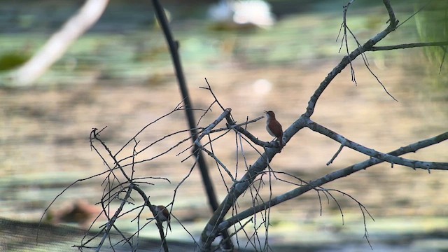 Pale-breasted Spinetail - ML609151640