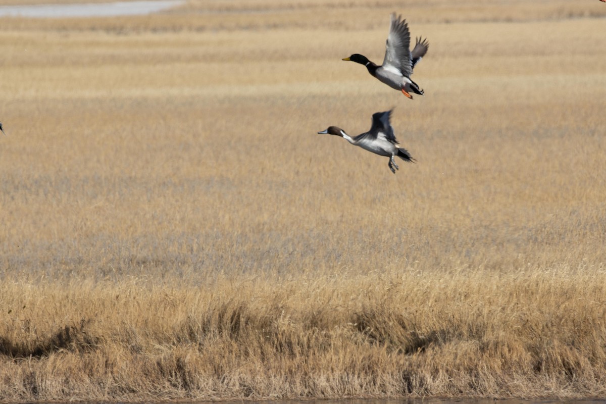 Northern Pintail - ML609151642