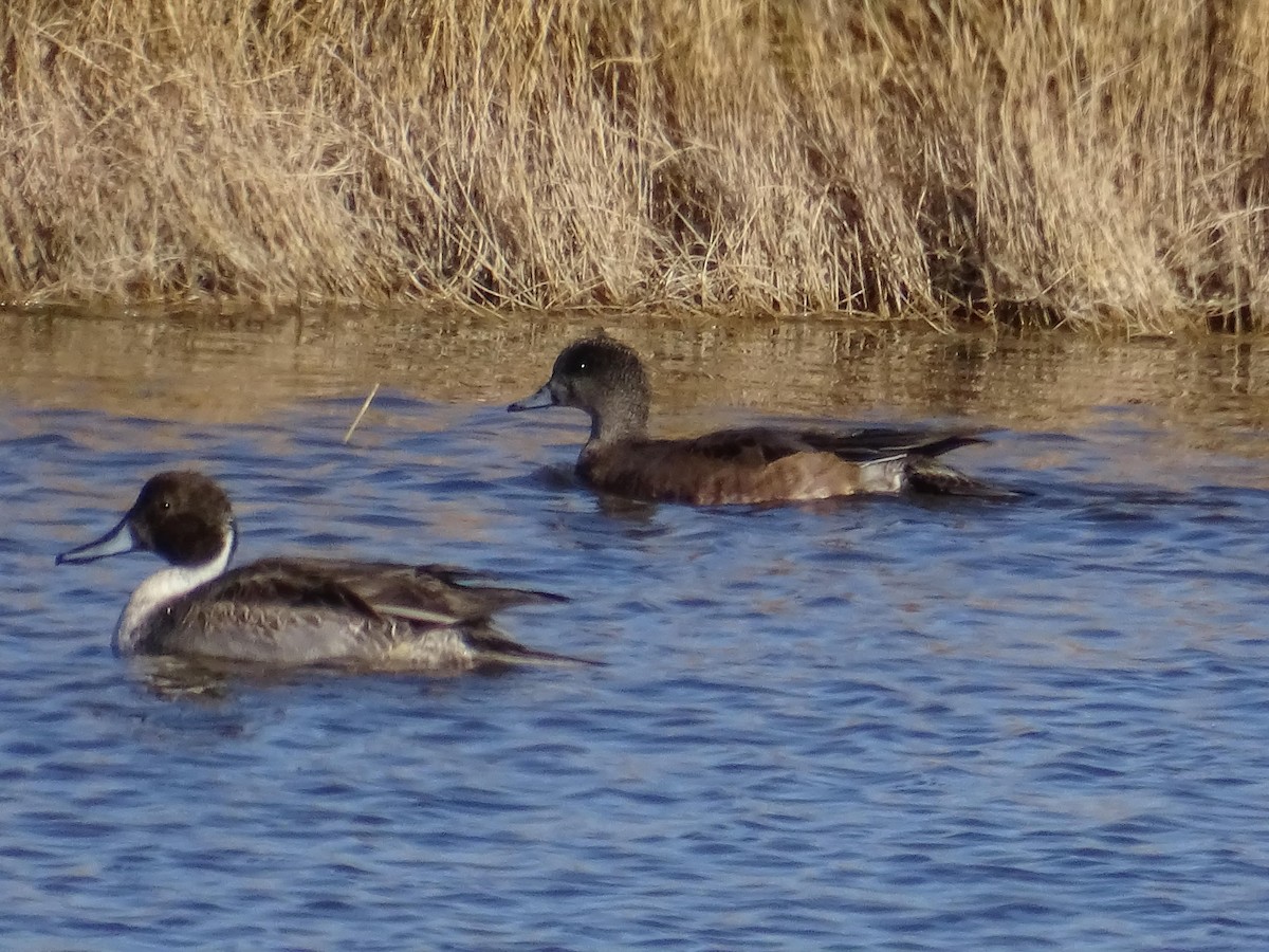 Northern Pintail - ML609151667