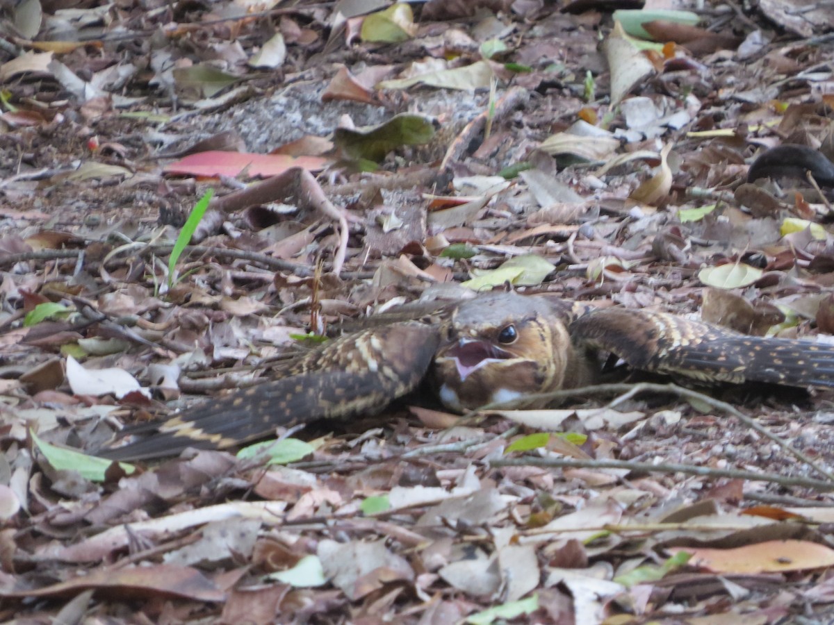 Common Pauraque - Aldori Cunha