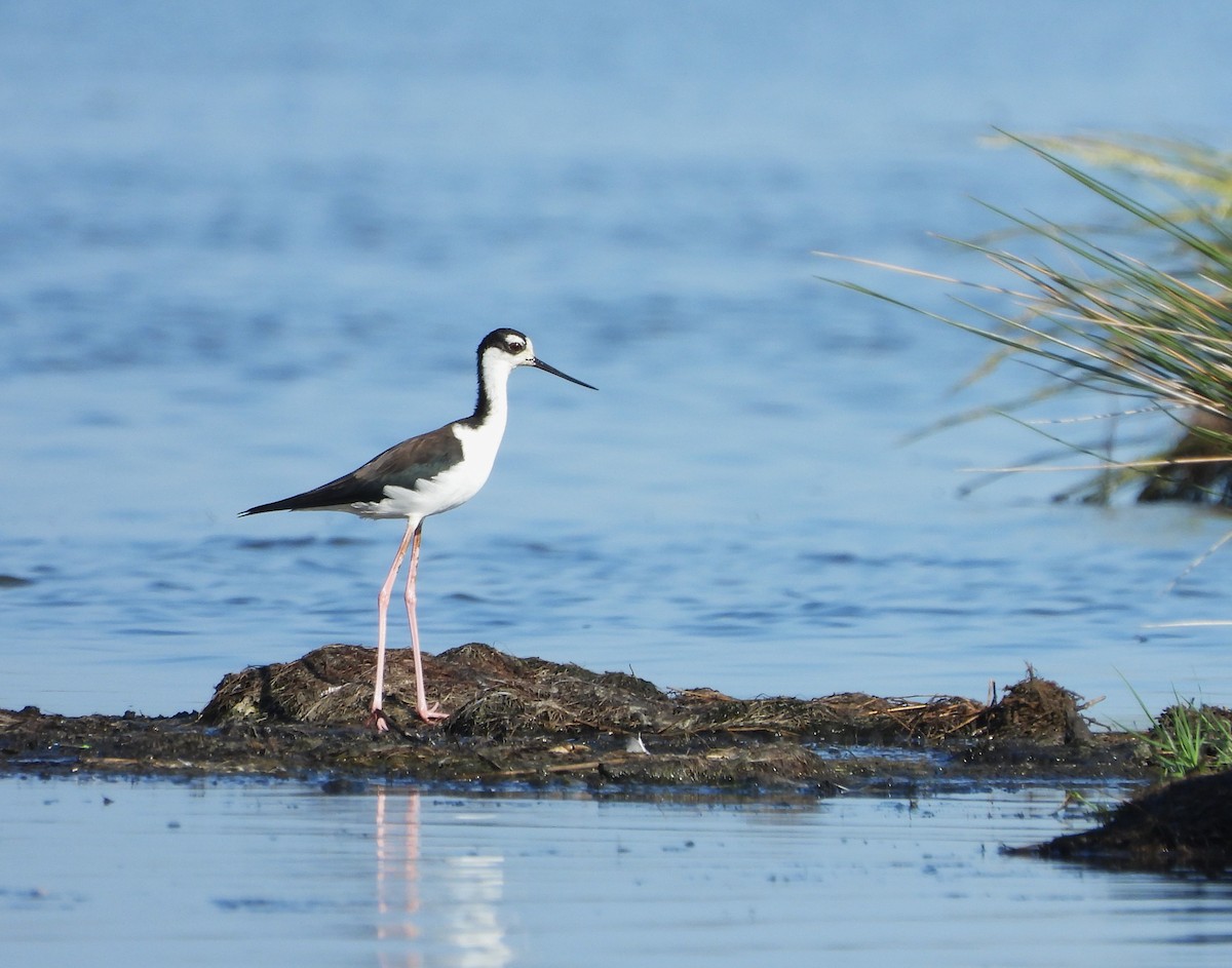 Black-necked Stilt - ML609151696