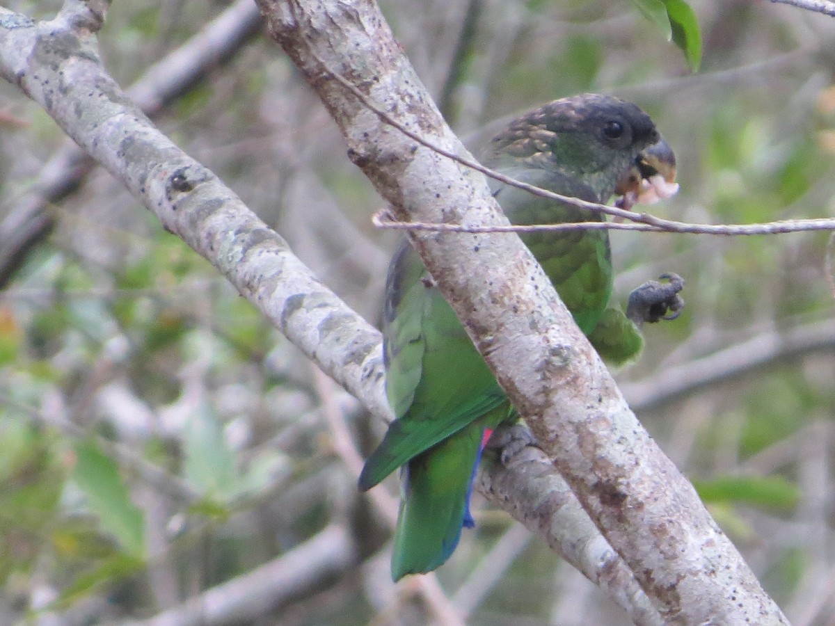 Scaly-headed Parrot - Aldori Cunha