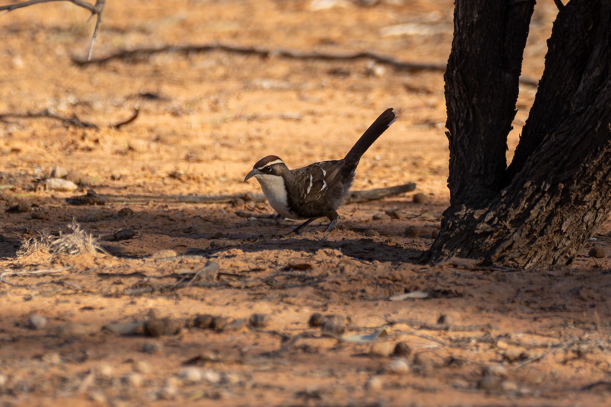 Chestnut-crowned Babbler - ML609151731