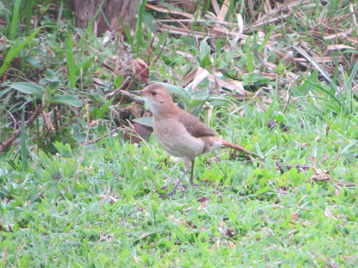 Rufous Hornero - Aldori Cunha