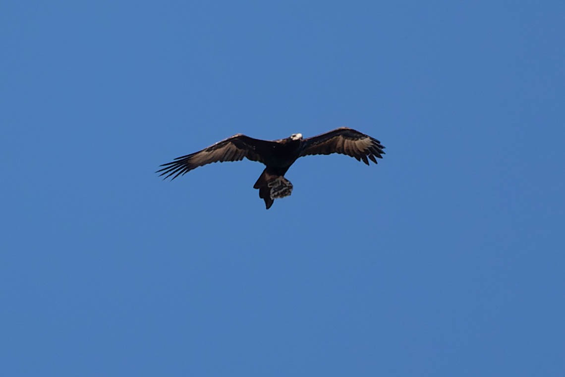 Wedge-tailed Eagle - ML609151745