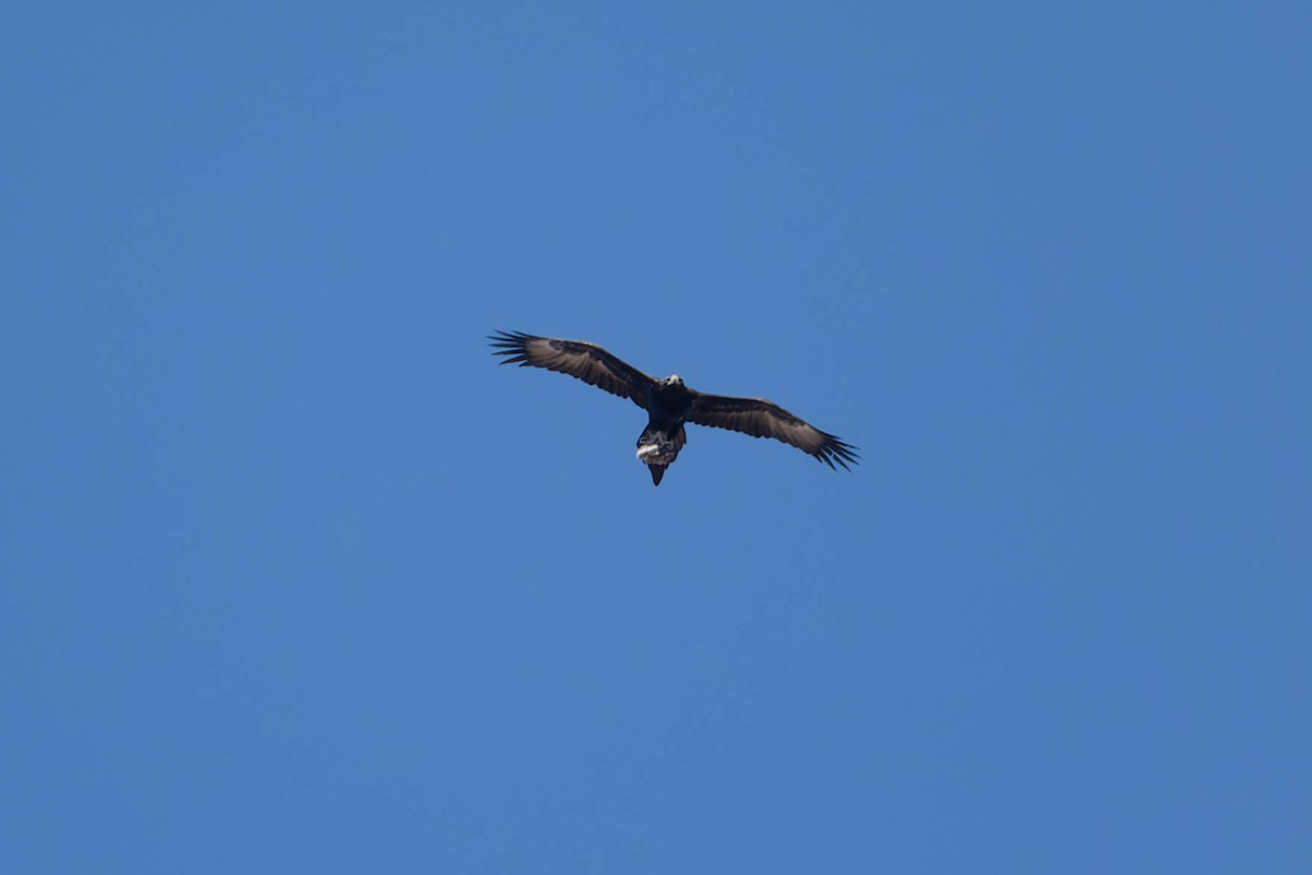 Wedge-tailed Eagle - ML609151746