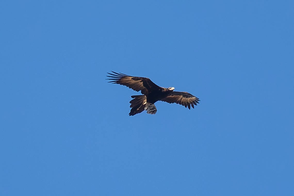 Wedge-tailed Eagle - ML609151748