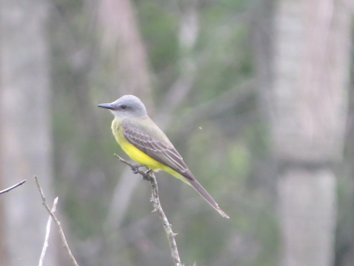 Tropical Kingbird - Aldori Cunha