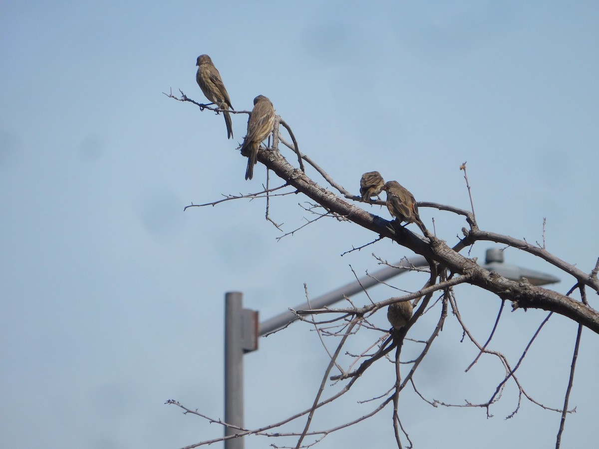 House Finch - ML609151780