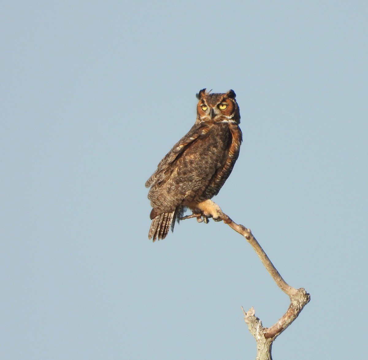 Great Horned Owl - ML609151790