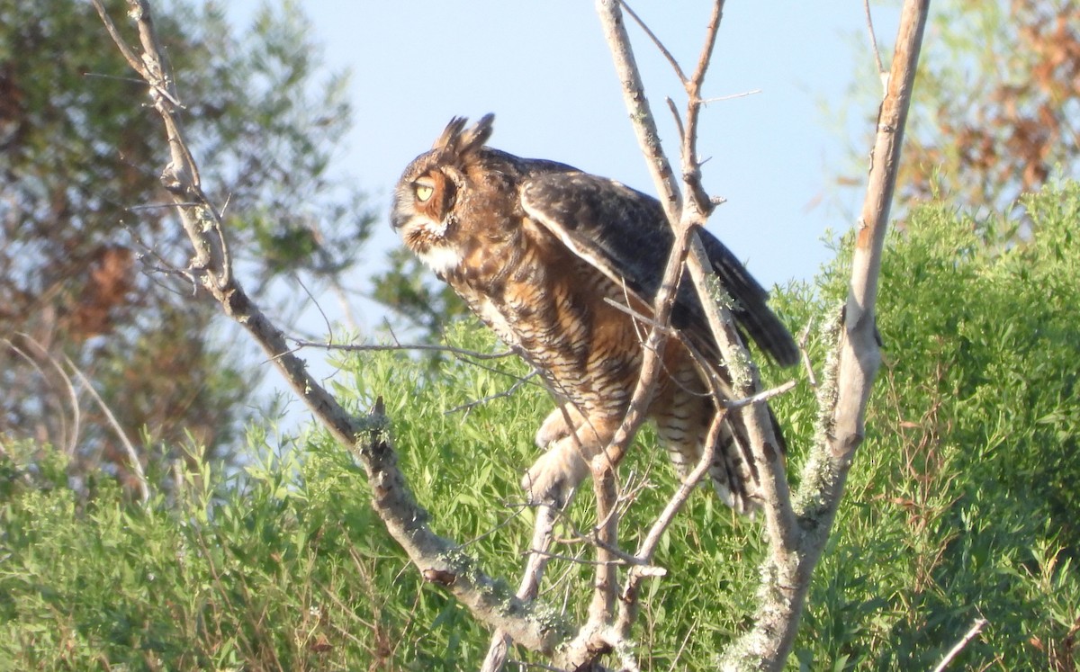 Great Horned Owl - ML609151791