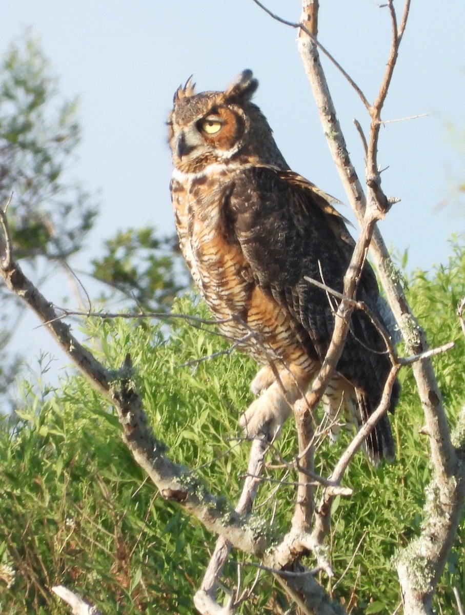 Great Horned Owl - ML609151792