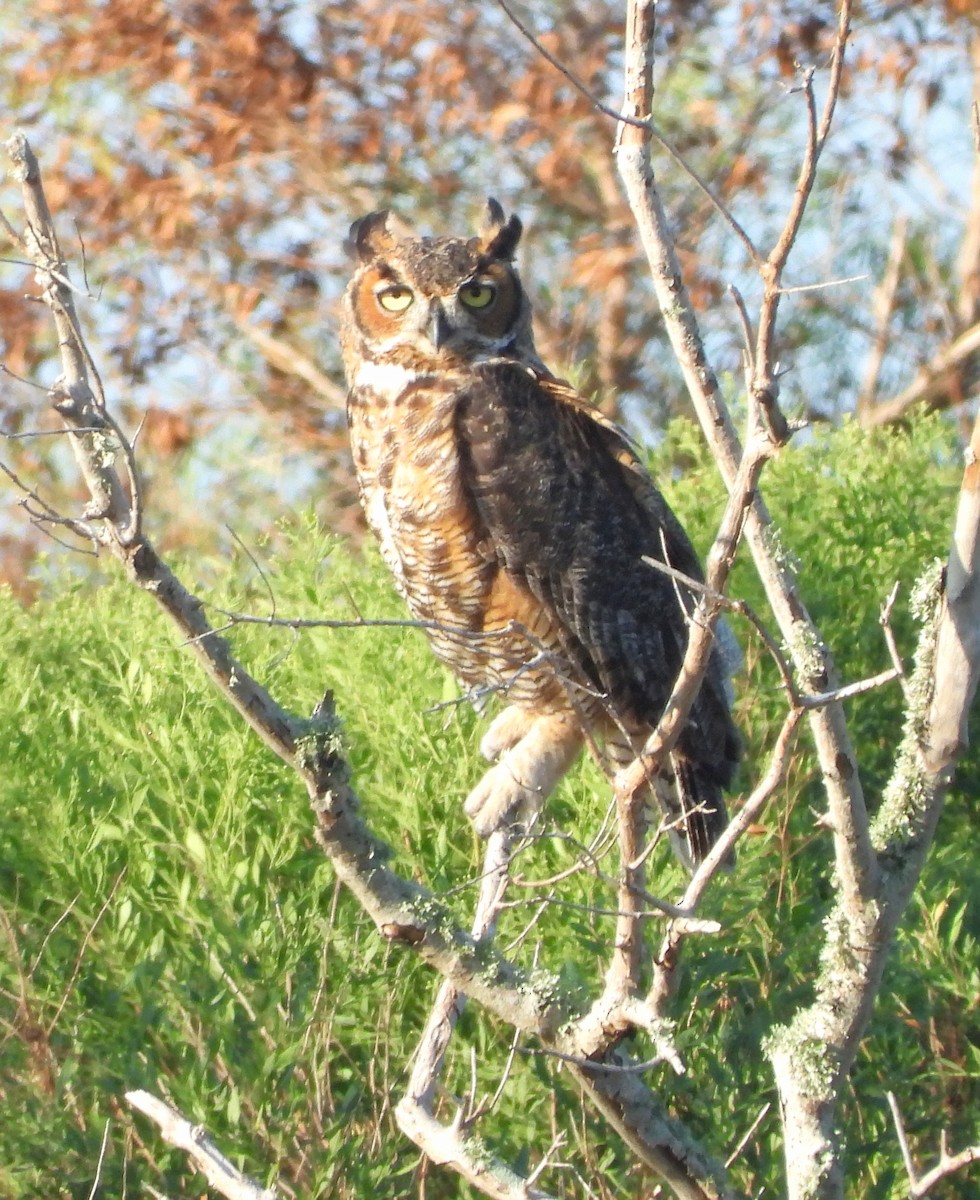 Great Horned Owl - ML609151793