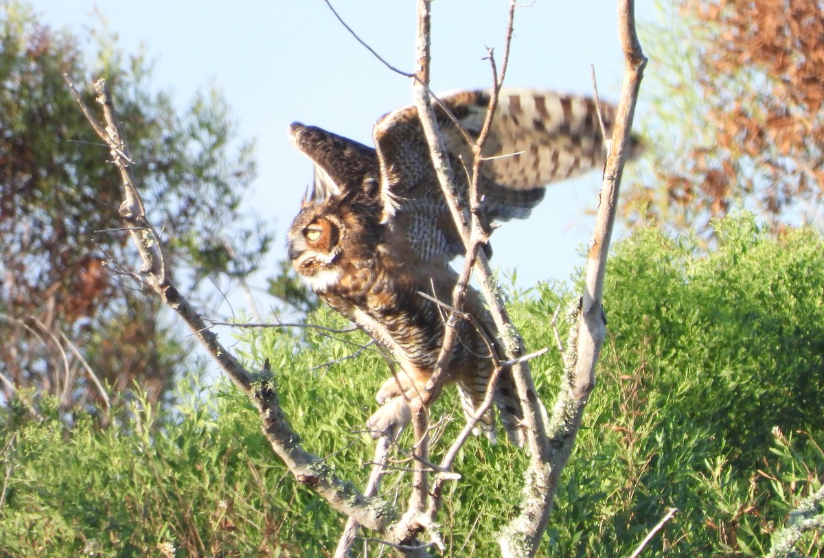 Great Horned Owl - ML609151794