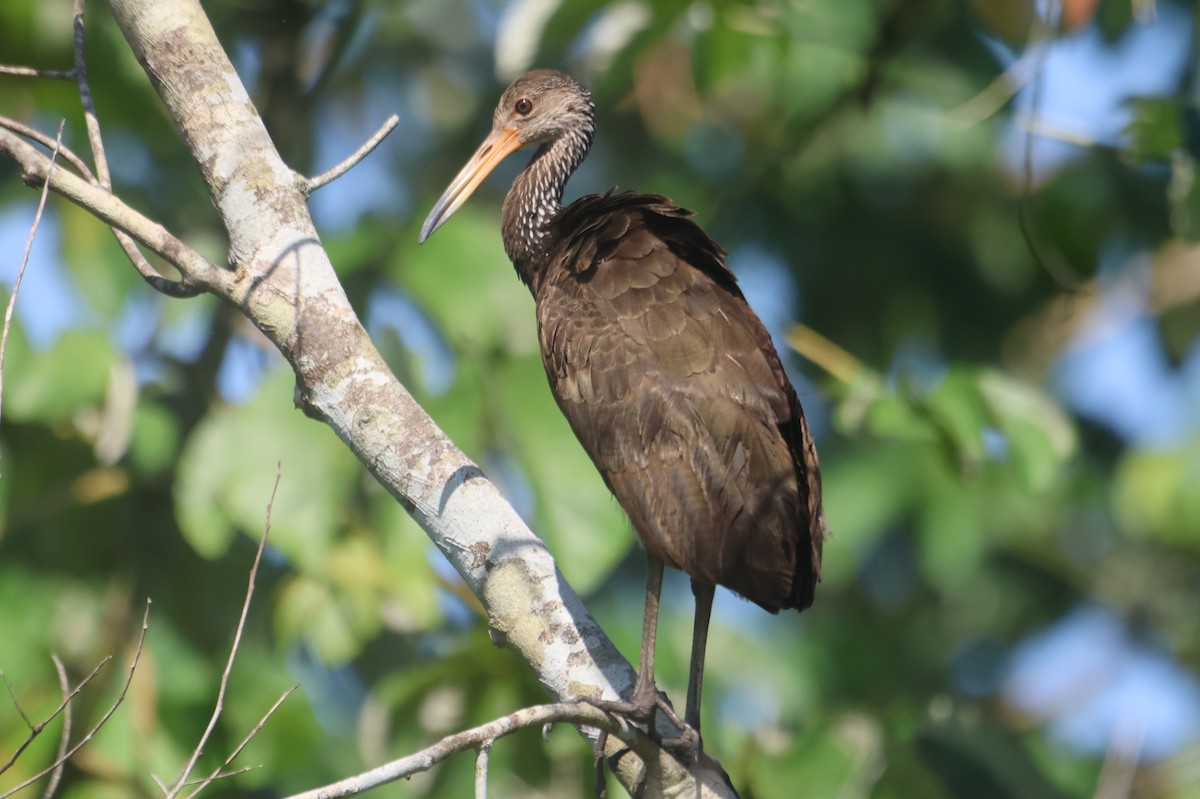 Limpkin - Jorge Alcalá