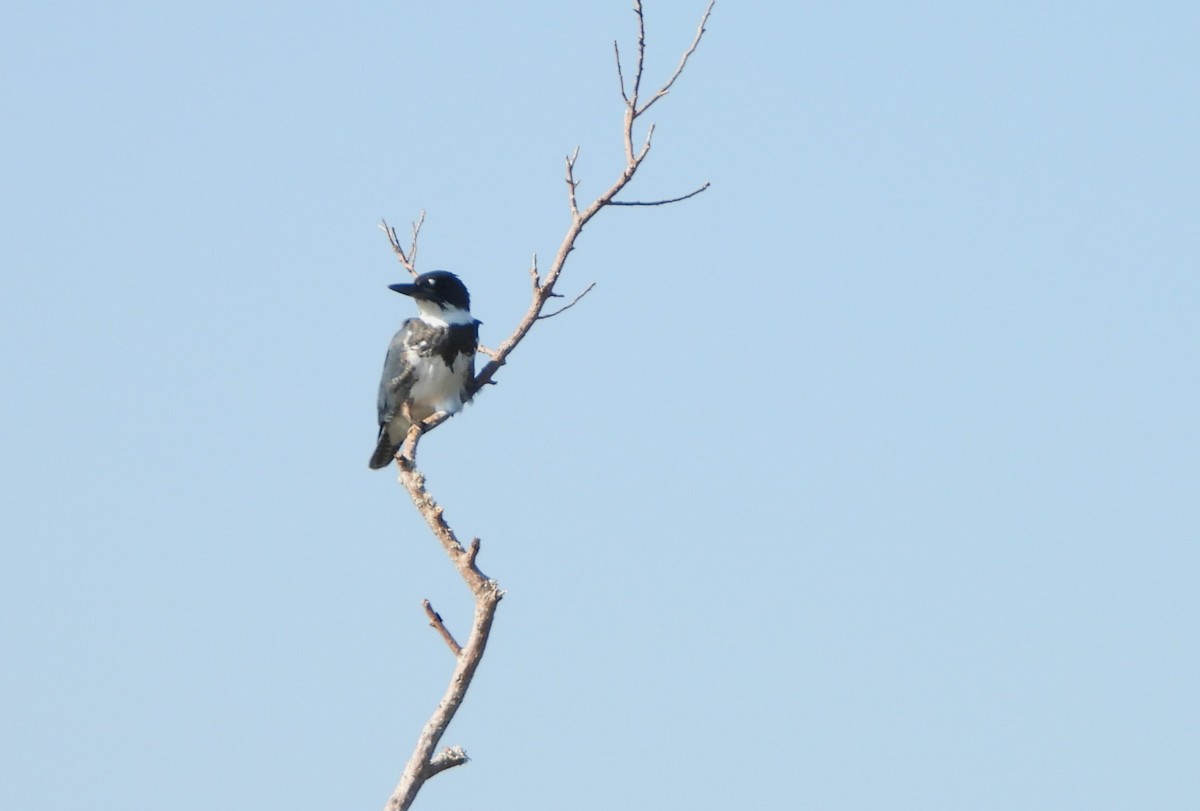 Belted Kingfisher - ML609151801