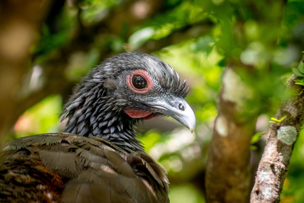 West Mexican Chachalaca - Efrain Octavio Aguilar Pérez