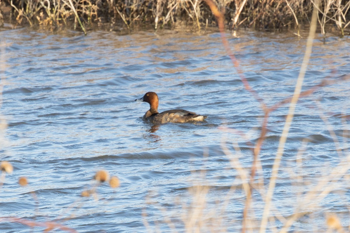 Redhead - ML609151809