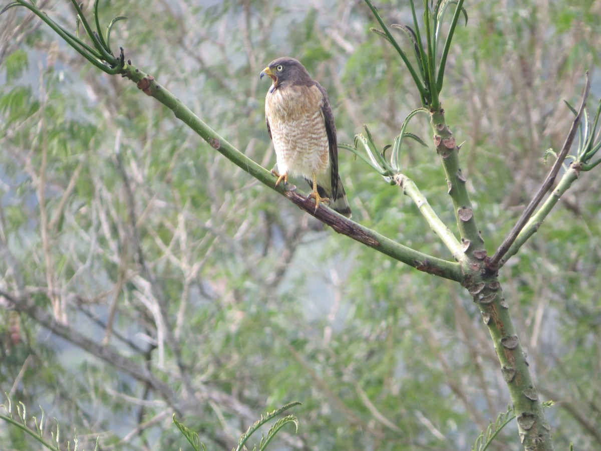 Roadside Hawk - Aldori Cunha