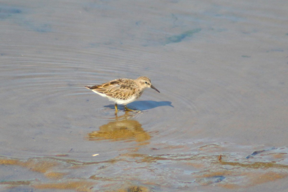 pygmésnipe - ML609151831