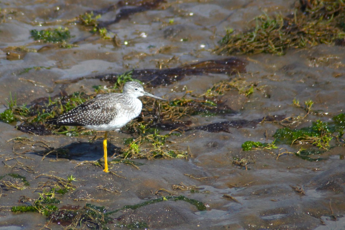 Greater Yellowlegs - ML609151872