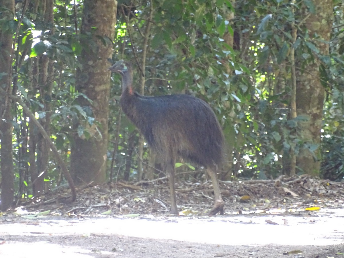 Southern Cassowary - ML609151877