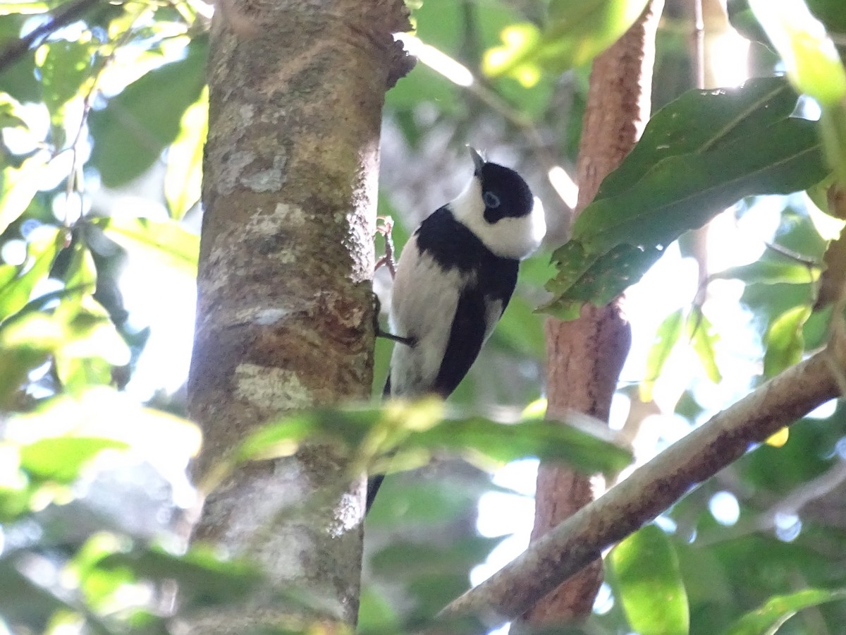 Pied Monarch - G. Thomas Doerig