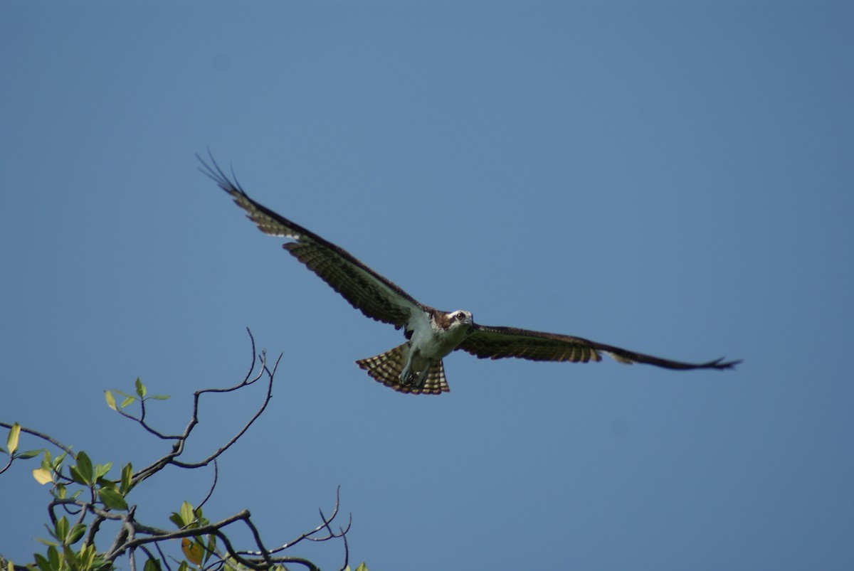 Águila Pescadora - ML609151895