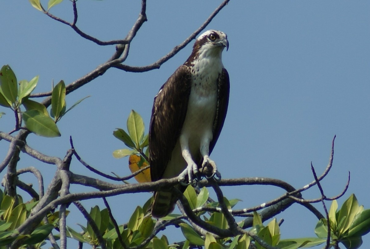 Balbuzard pêcheur - ML609151896