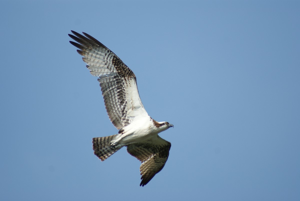 Águila Pescadora - ML609151897