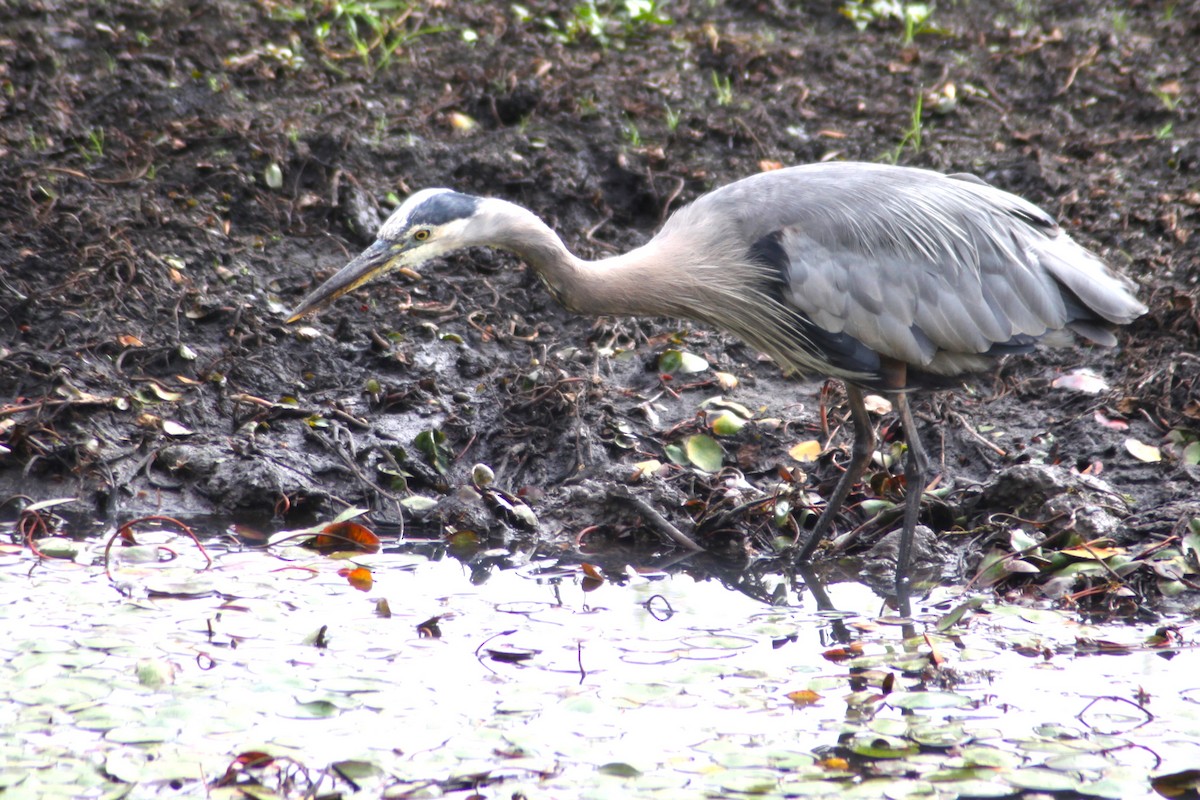 Great Blue Heron - ML609151935