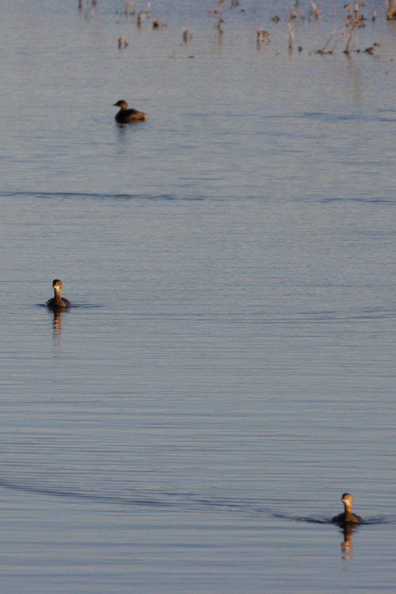 Pied-billed Grebe - dan davis