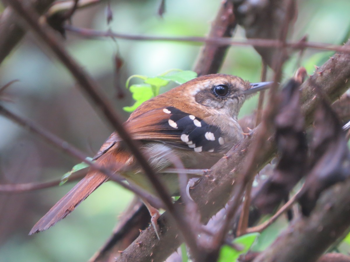 Squamate Antbird - Aldori Cunha