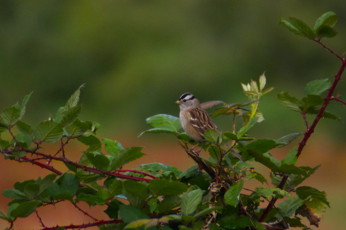 White-crowned Sparrow (pugetensis) - ML609151973