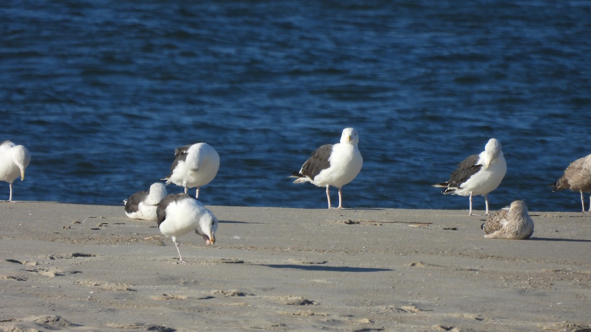 Great Black-backed Gull - ML609152015