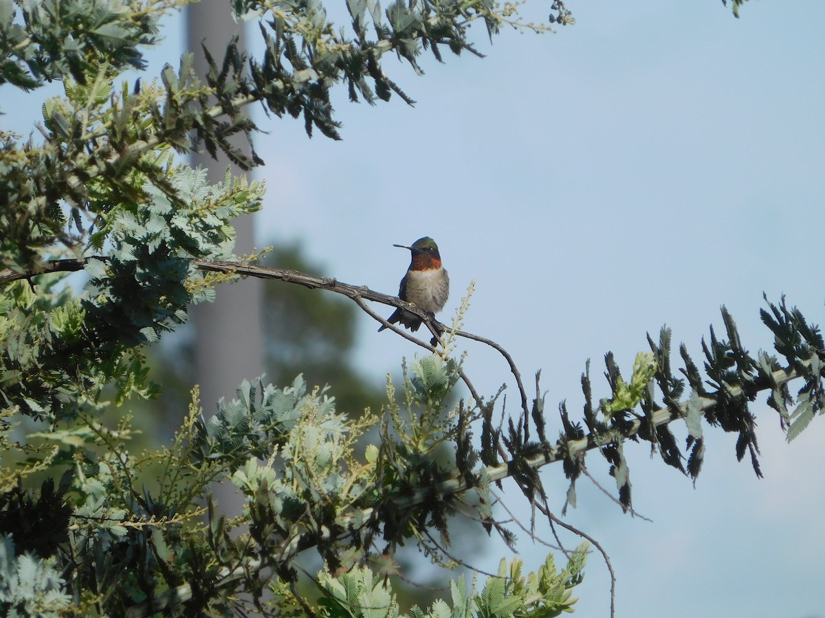 Colibri à gorge rubis - ML609152018