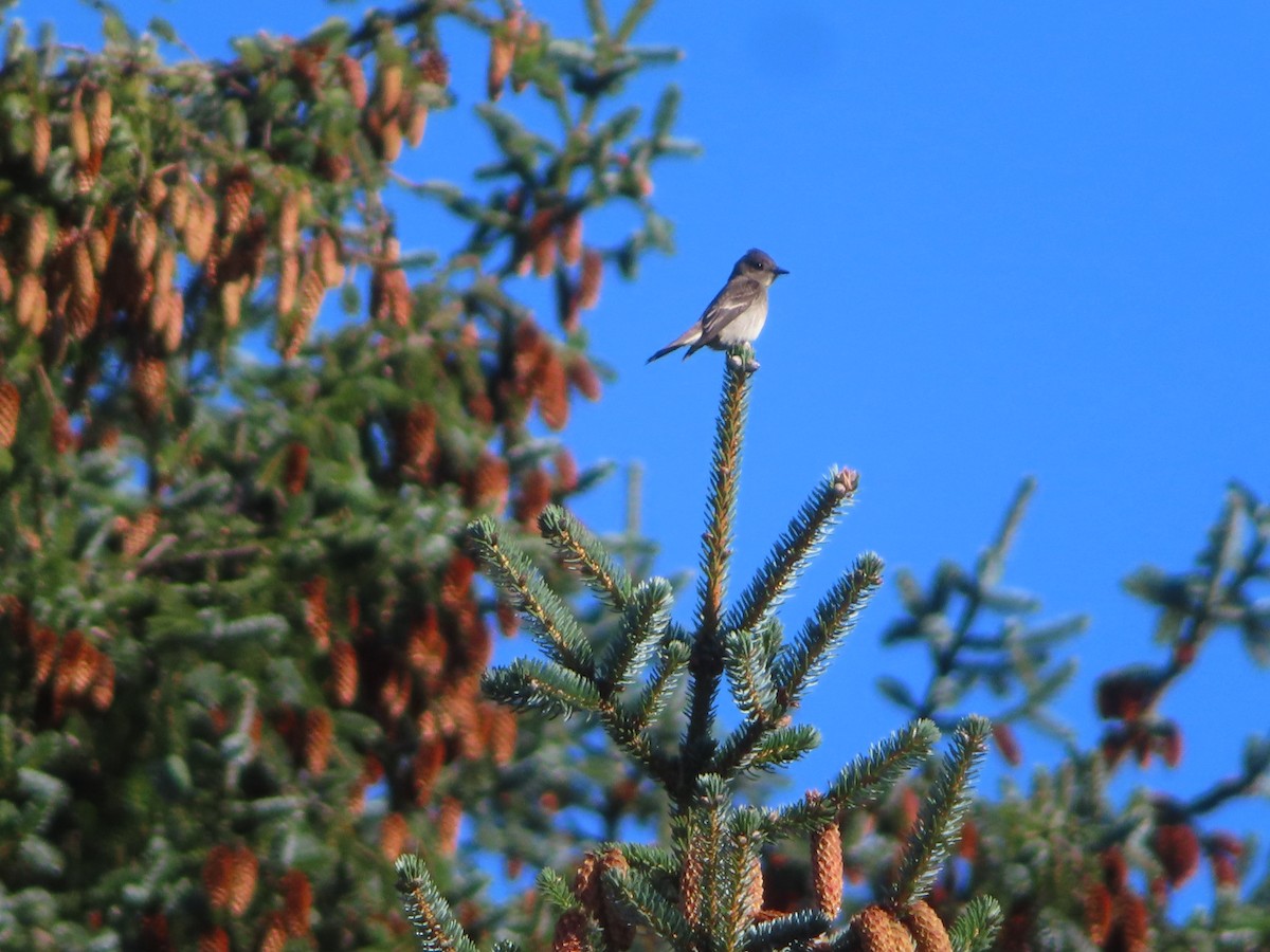 Western Wood-Pewee - Michelle Sopoliga