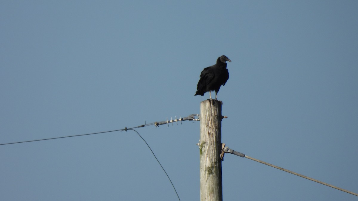 Black Vulture - Karen Evans