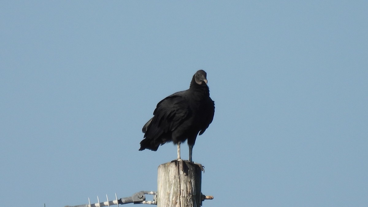 Black Vulture - Karen Evans