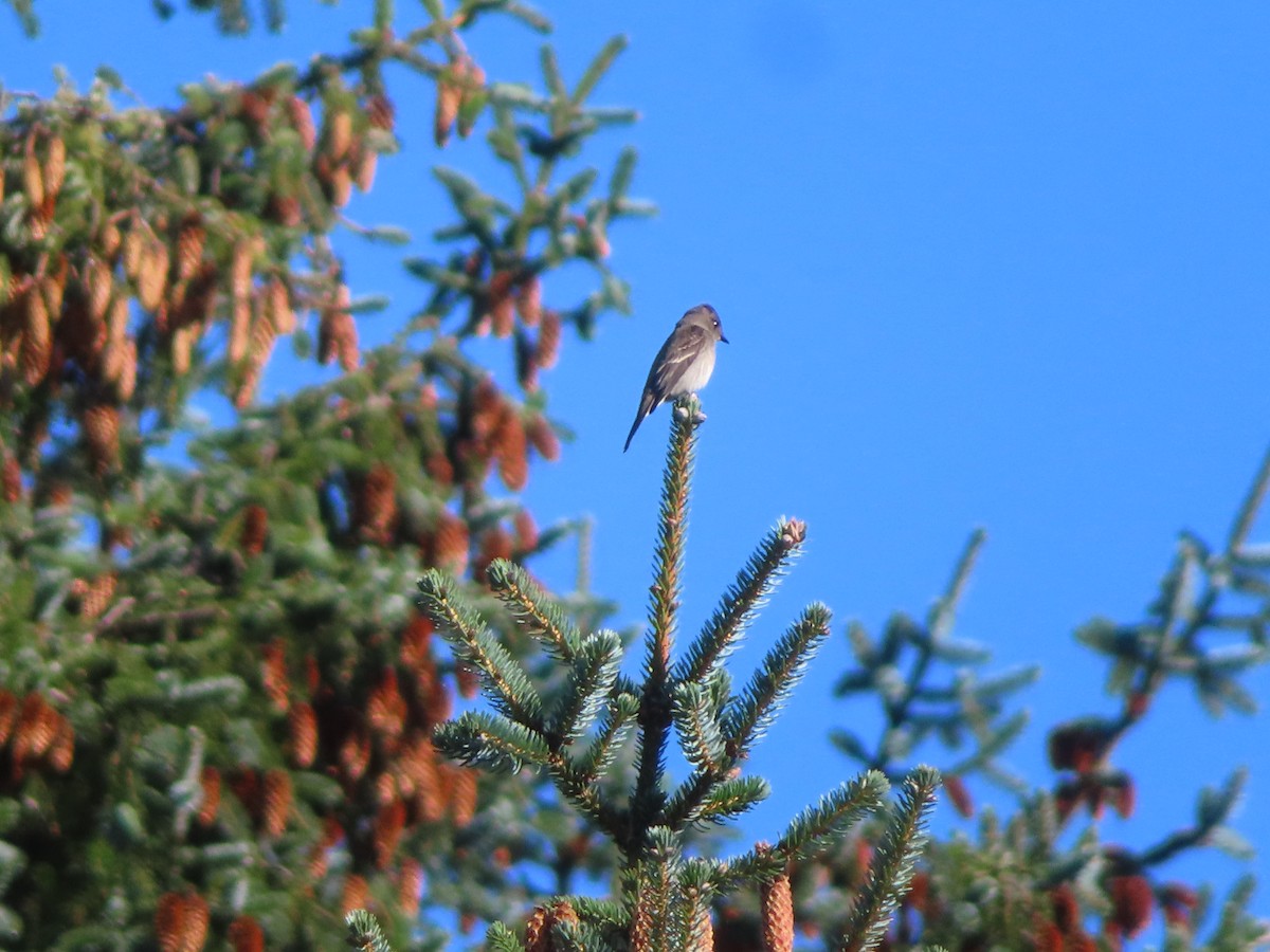 Western Wood-Pewee - Michelle Sopoliga