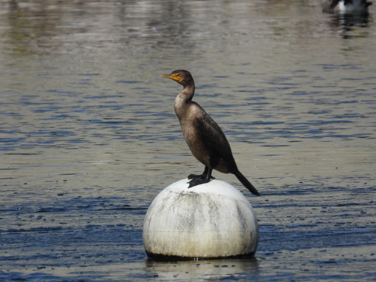 Double-crested Cormorant - ML609152063