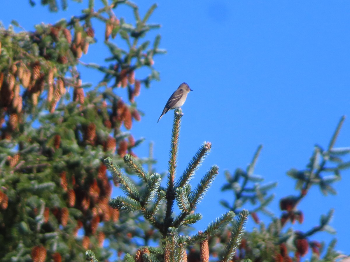 Western Wood-Pewee - Michelle Sopoliga