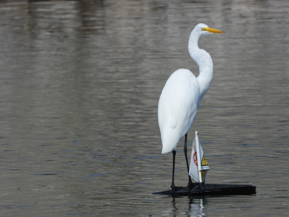 Great Egret - ML609152088