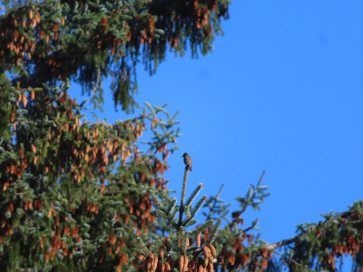 Western Wood-Pewee - Michelle Sopoliga