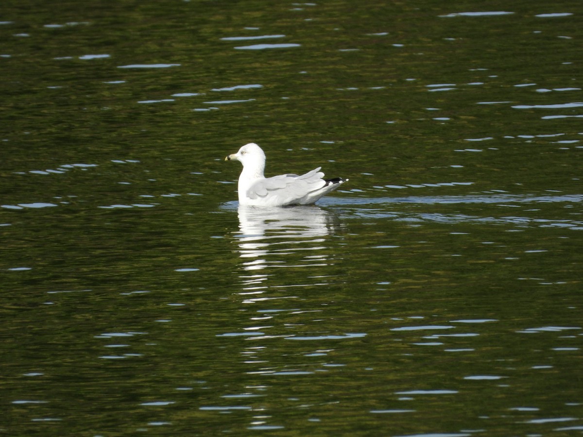 Ring-billed Gull - ML609152113