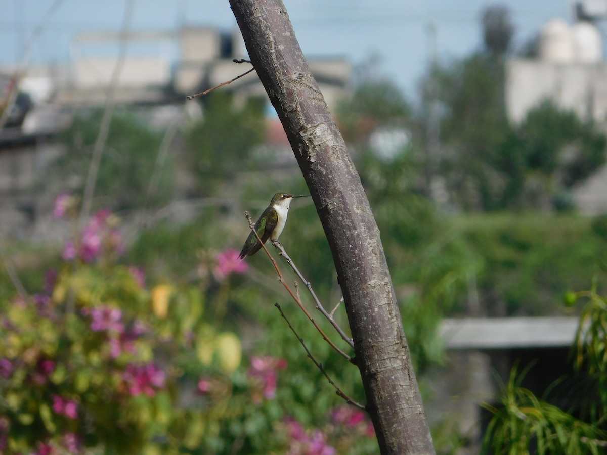 Colibrí Gorjirrubí - ML609152141