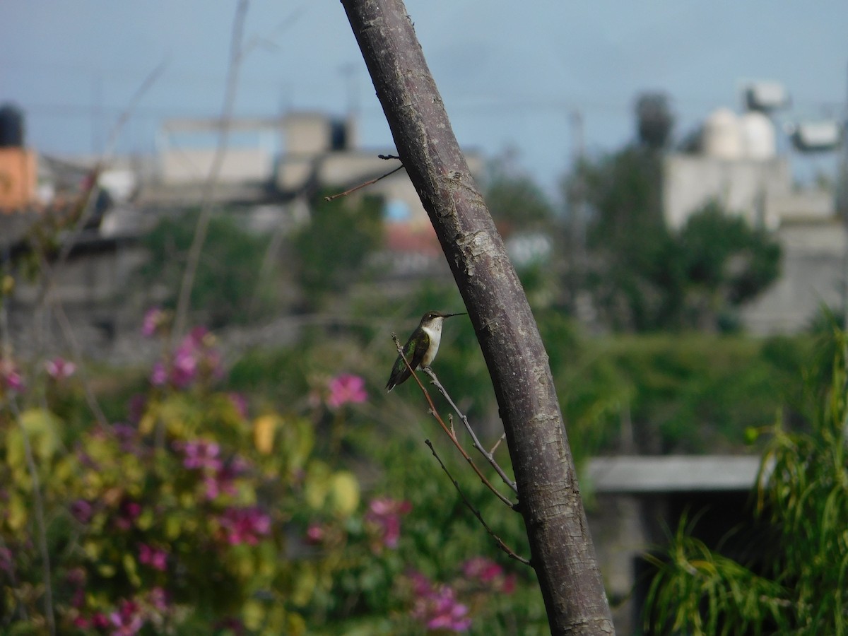 Ruby-throated Hummingbird - Martín  Barbosa