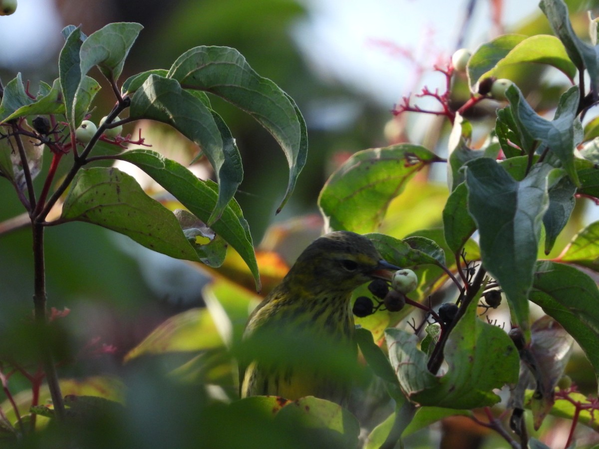 Cape May Warbler - ML609152171