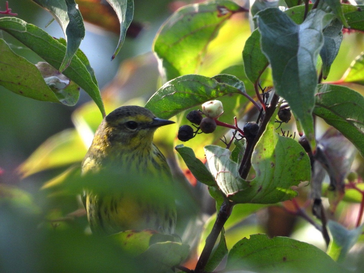 Cape May Warbler - ML609152172